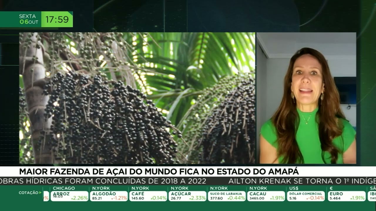 Maior fazenda de açaí do mundo fica no estado do Amapá