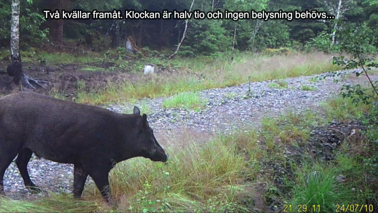 Viltkameran fångar främmande fordon vid gris åteln!