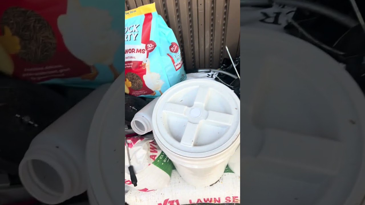 Morning with the Chickens