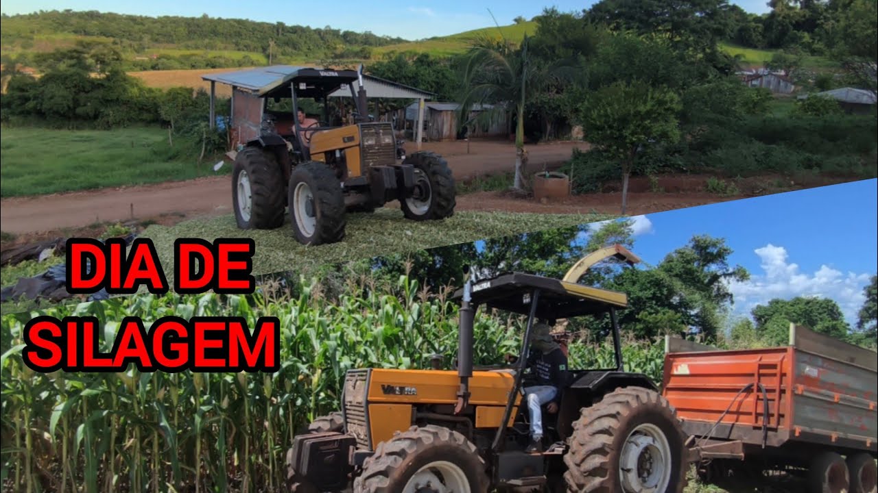 Fazendo nossa Silagem de milho ( Forseed 566 ) 