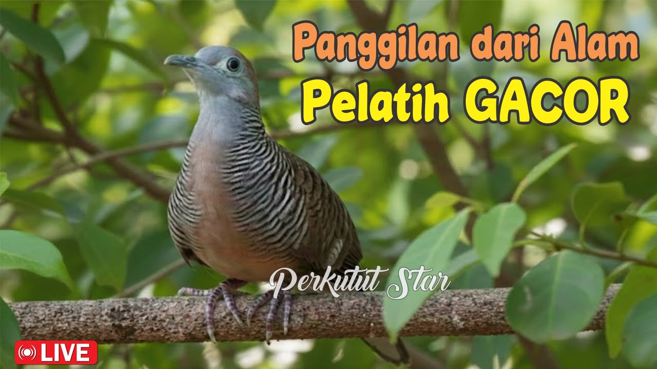 Perkutut Lokal Gacor alam bebas - paling manjur buat masteran