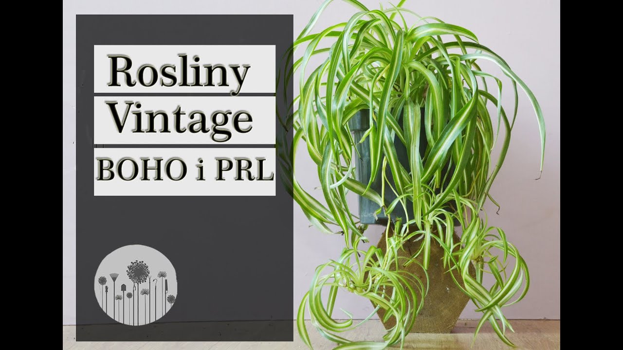 Rośliny domowe do mieszkań w stylu vintage i boho. Rośliny naszych mam i babć. Część 1