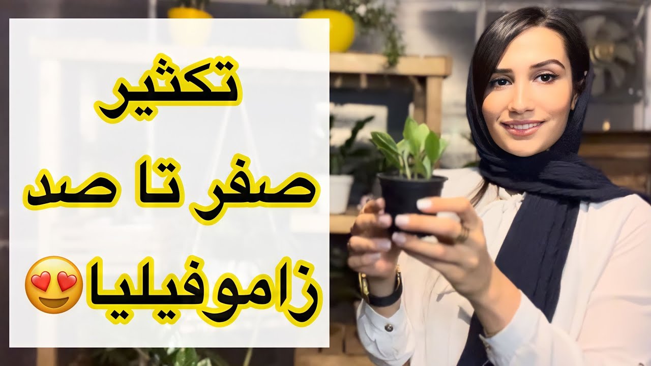 تکثیر زاموفیلیا/ هر چیزی که باید در مورد تکثیر زامیفولیا بدونین اینجاست😍😎/روش تکثیر زاموفیلیا