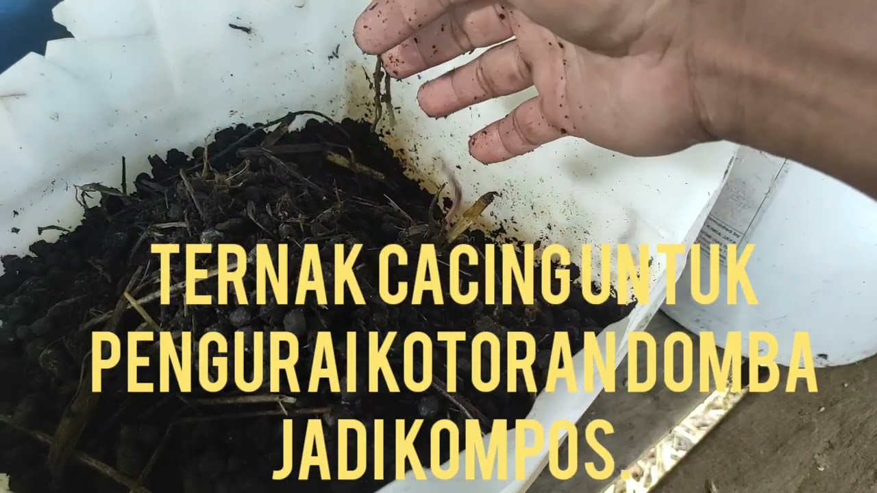 Usaha ternak cacing, untuk pengurai kotoran hewan jadi kompos. #samarinda #cacing #ternak