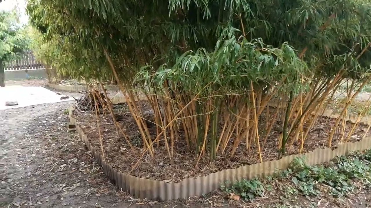 A bambusz tönkreteszi a házam alapját? Nem lehet elégszer elmondani.