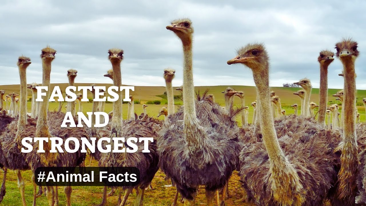The Biggest Bird That Can't Fly: OSTRICH | Animal Facts