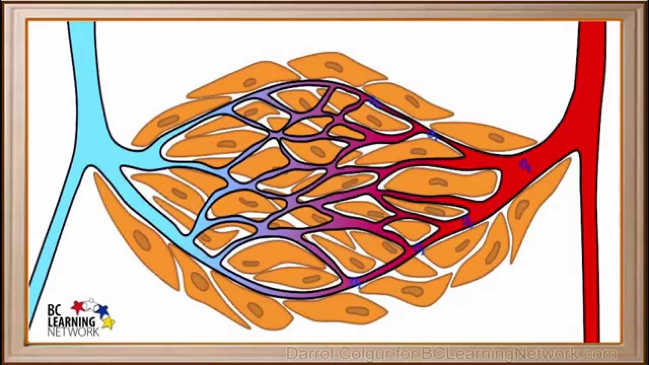 WCLN - Gas Exchange in the Respiratory System - Biology