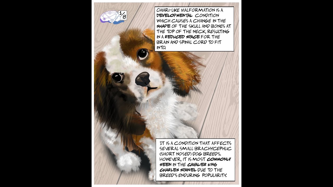 Canine Chiari pain and Syringomyelia
