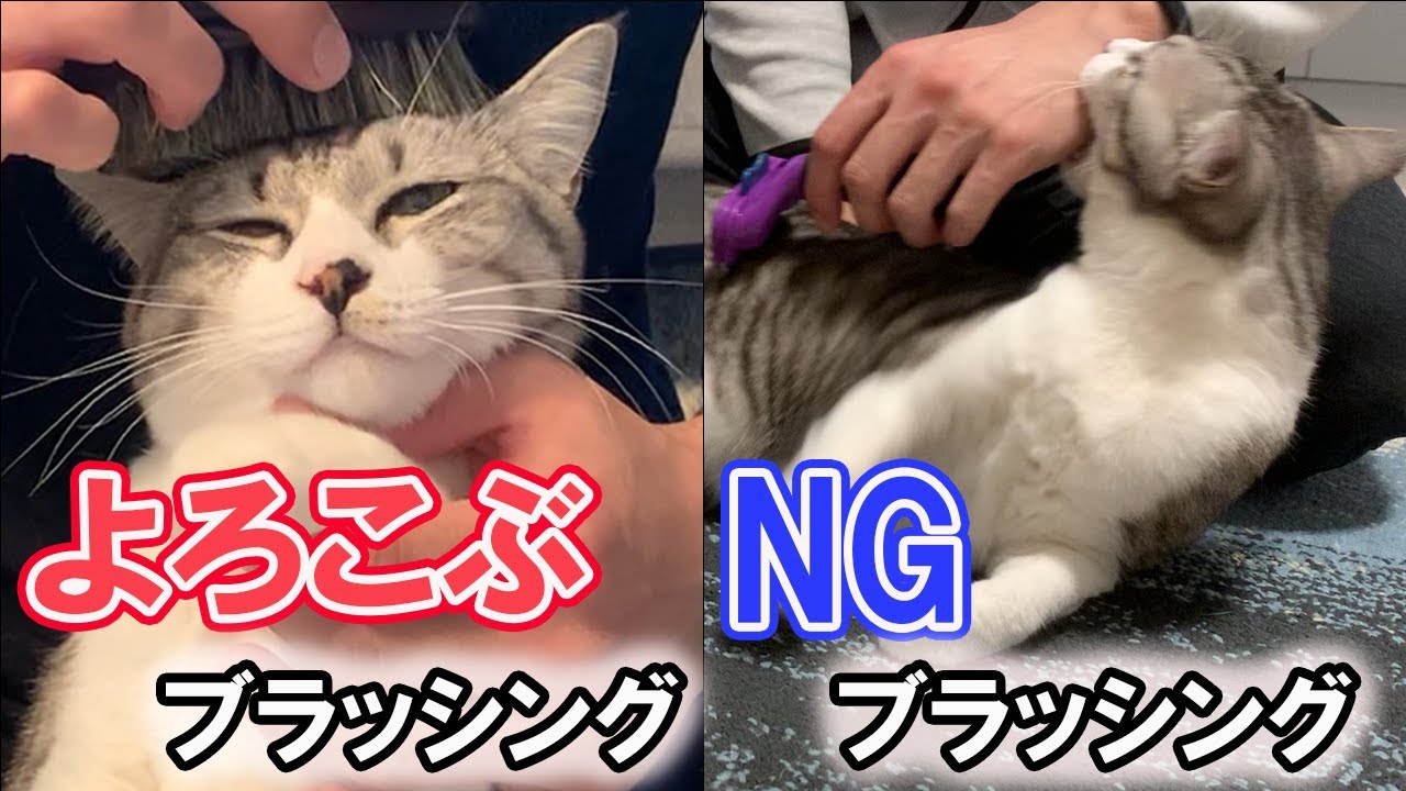 あなたはやってない⁉猫が嫌がるブラッシング！猫がよろこぶブラッシング方法も解説‼【保護猫】