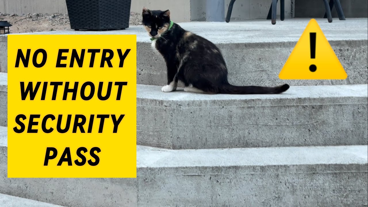 Better Than Any Alarm System &ndash; Meet My Guard Cat!