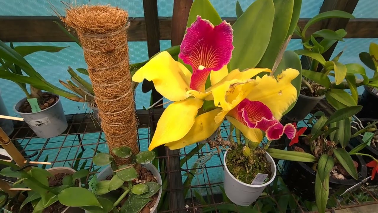 Blc #Cattleya Alma Kee Tipmalee #orchid