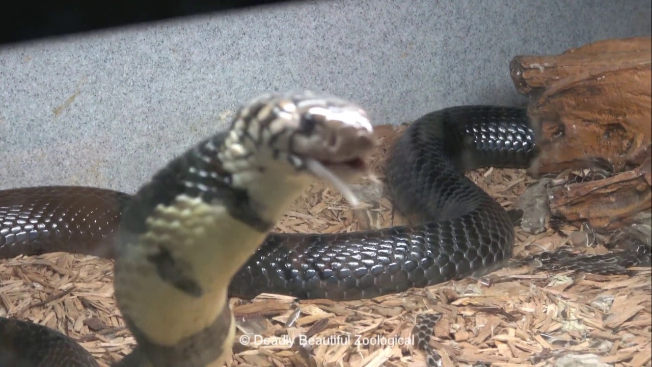 Mr Forest Cobra, Feeding Taipans, and Echis Away