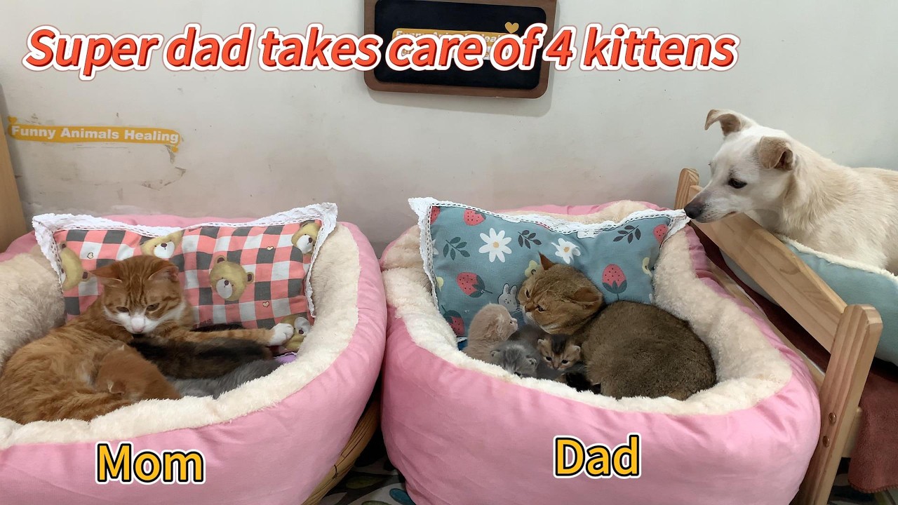 A cat becomes a super dad, taking care of four kittens! The hen, duck, and puppy are all shocked!