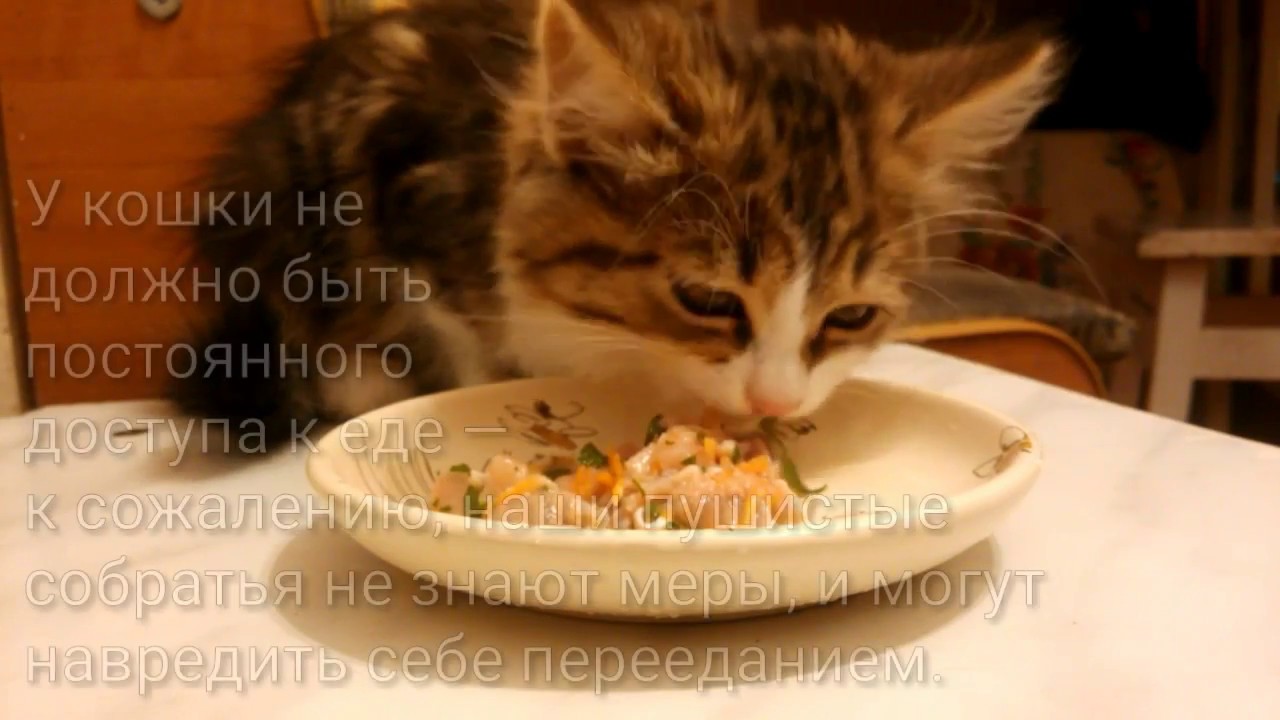 НАТУРАЛЬНОЕ ПИТАНИЕ | ГОТОВЛЮ КОТЁНКУ блюдо из сырого МЯСА