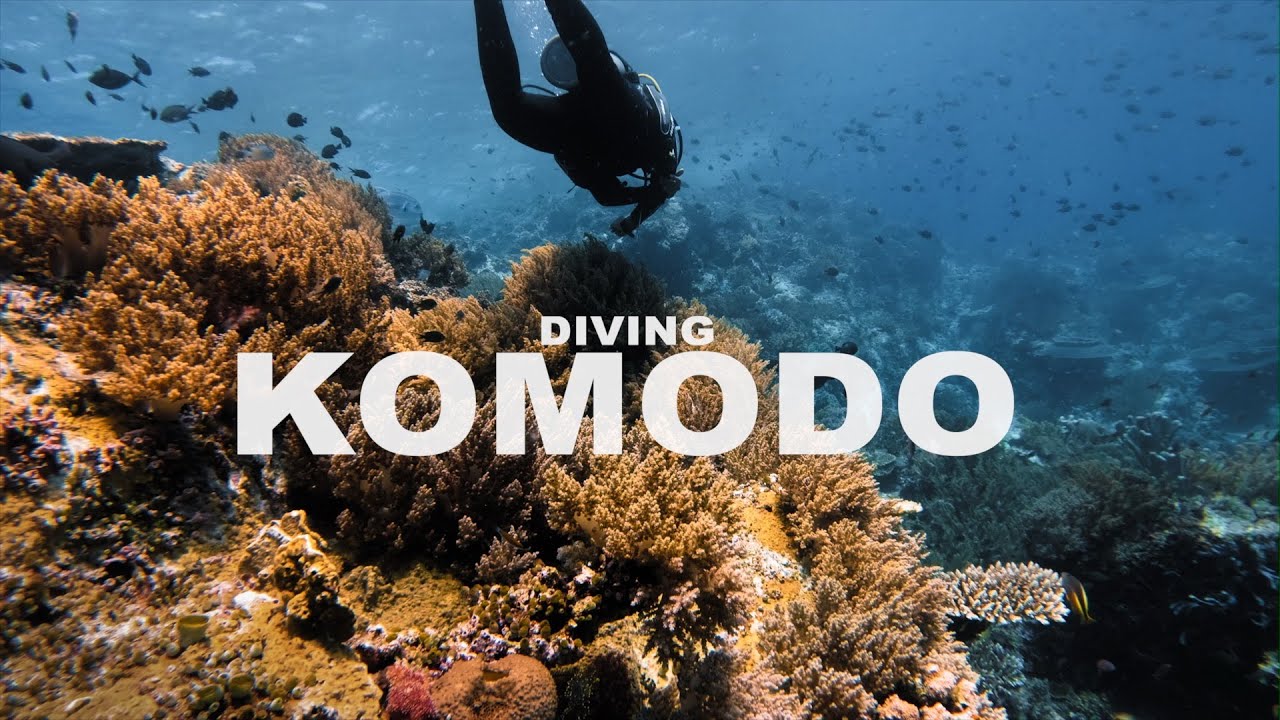 Komodos spektakuläre Unterwasserwelt - ein MUSS für Taucher!