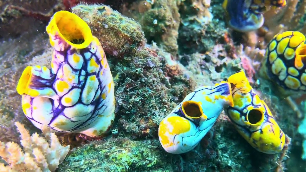 Extended highlights of 2-day Lembeh Strait diving stop-over in December of 2022.