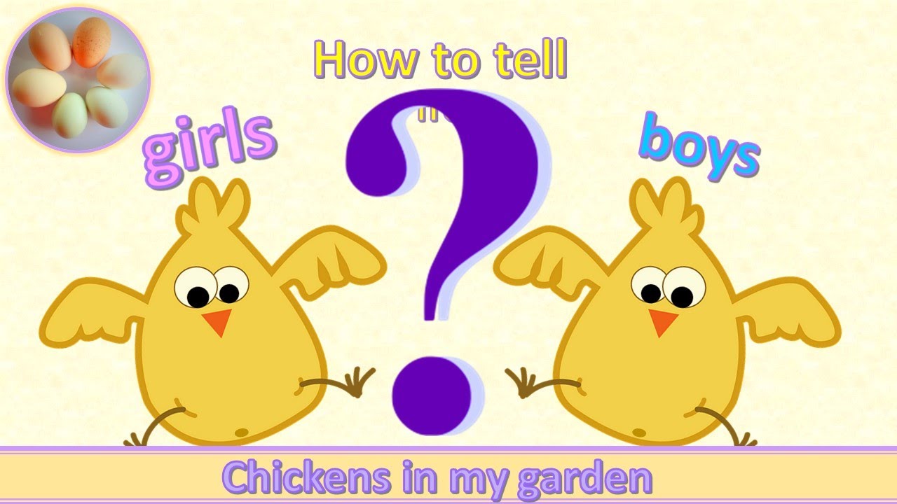 How to tell girl chicks from boys
