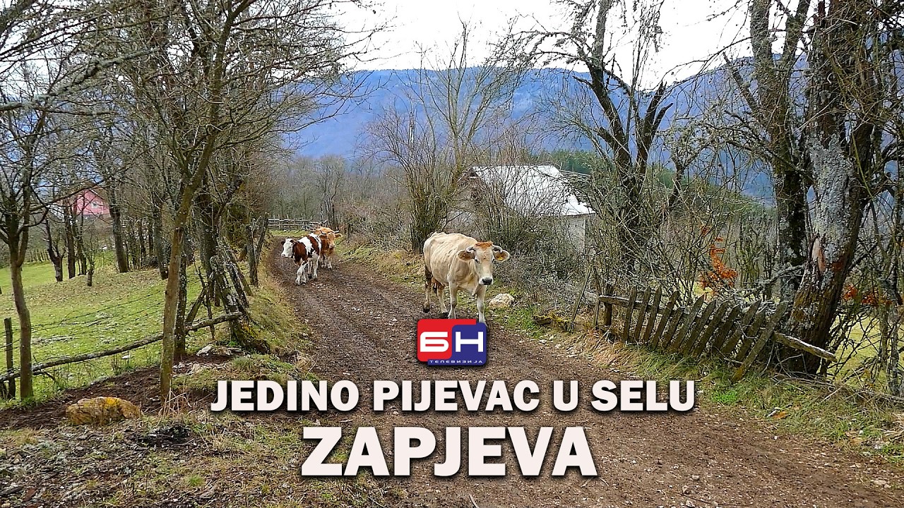 Jedino pijevac u selu zapjeva || ZAPISI PORED PUTA