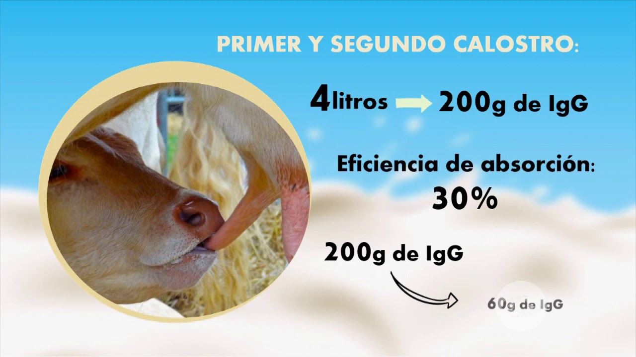 Efectos del calostro en las crías | La Finca de Hoy