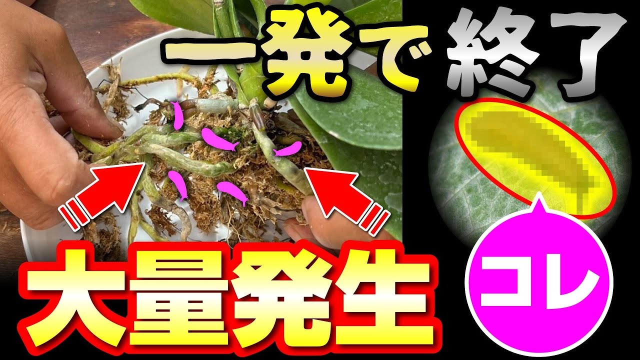 【胡蝶蘭】放置したら超危険！この害虫に要注意！一年間を通しての管理方法を詳しく丁寧に解説します。