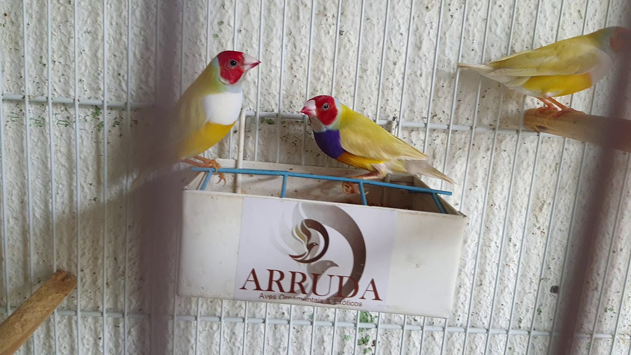 Diamante de Gould - Arruda Aves