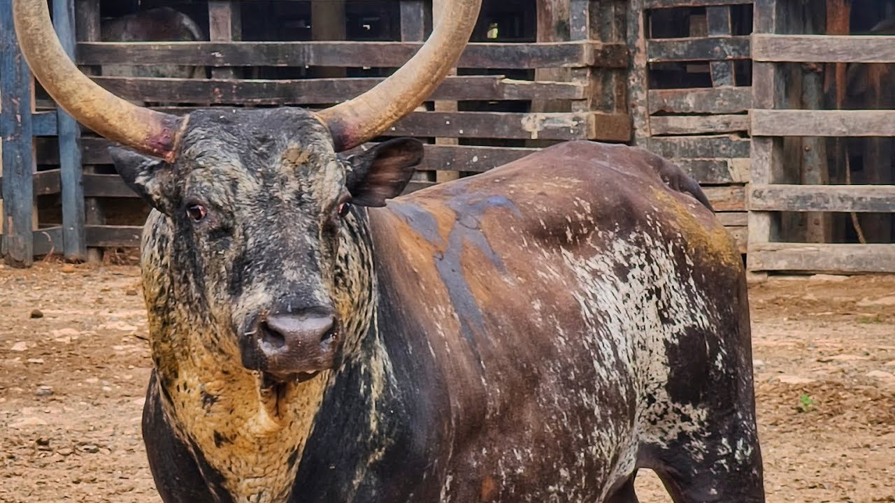 🔸El pluma blanca está preparado para su despedida 🐂💯✅!!