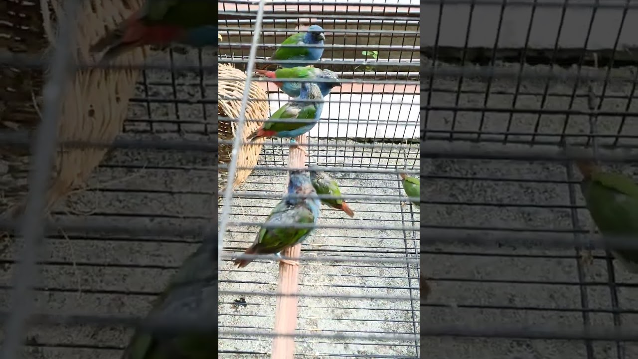 Bondol Hijau Tricolor Finch Emprit Lokal Indonesia Endemik NTT