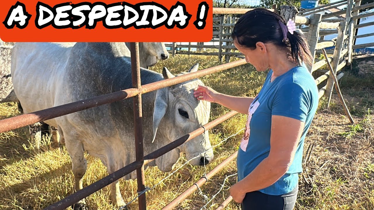 NÃO TEVE OUTRO JEITO😔DIANTE DA SITUAÇÃO VENDEMOS  MAIS ANIMAIS/RUIM DEMAIS😭
