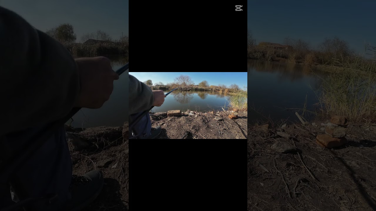 Caras la pluta asiatica #fishing #carpfishing#pescuitlacaras