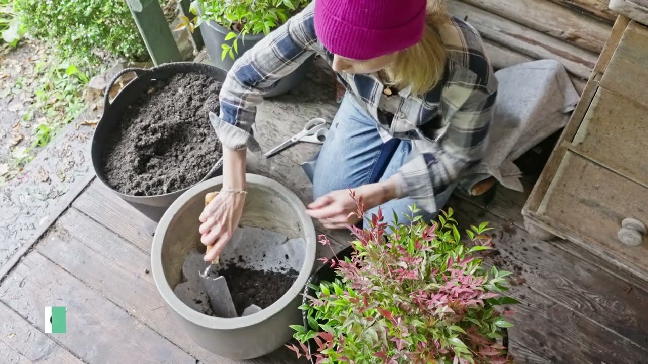 Installer une plante en pot pour la terrasse ou le jardin - Truffaut