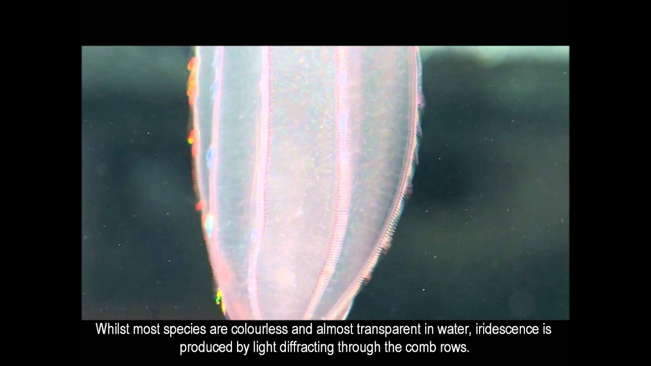 Fascinating ctenophores