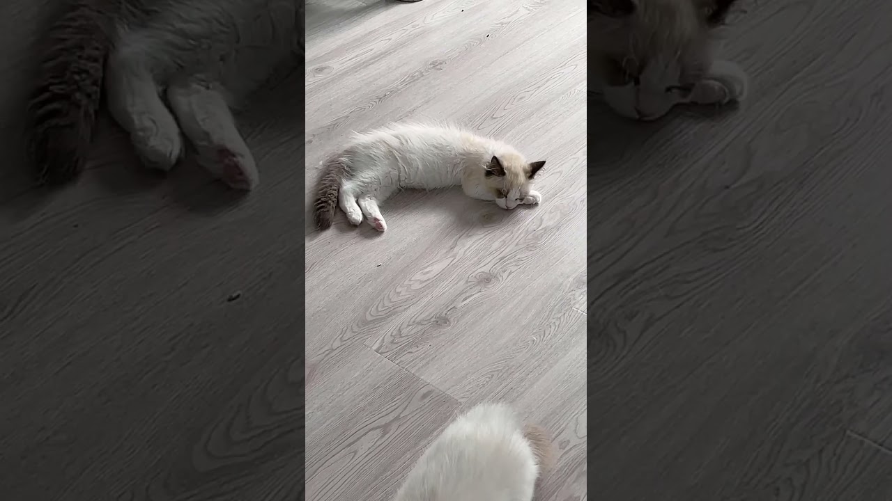 Cat Videos I Lovely white cat cute cute #short #319