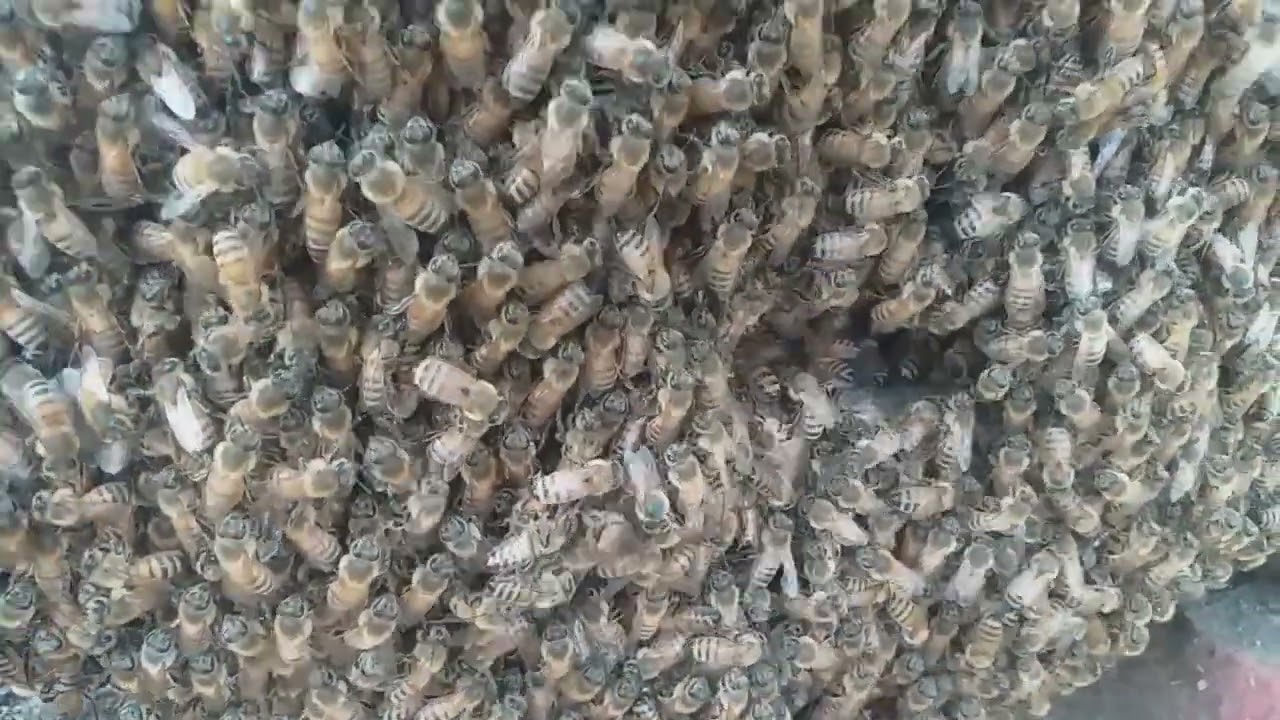 honey be gone wrong #viral #reel #trinding #islamic #donco #instag