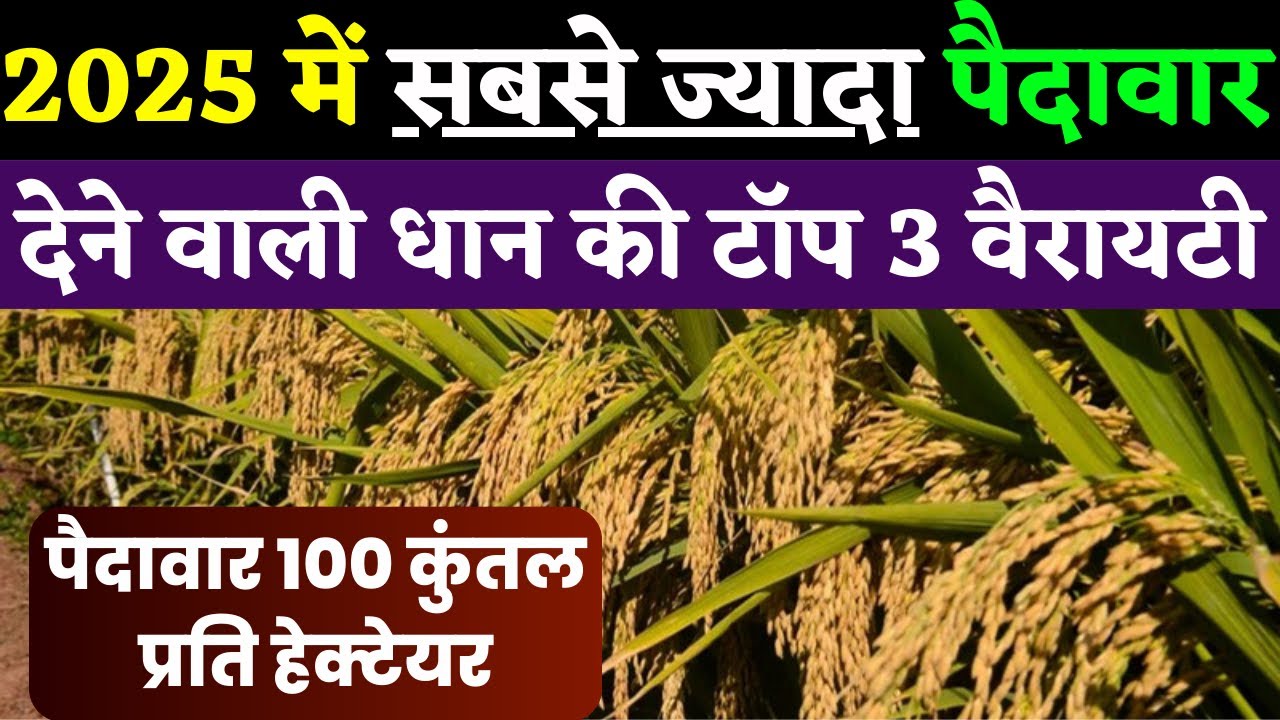 2025 में सबसे ज्यादा पैदावार देने वाली धान की टॉप 3 वैरायटी | dhan ki top variety 2025 | dhan kheti