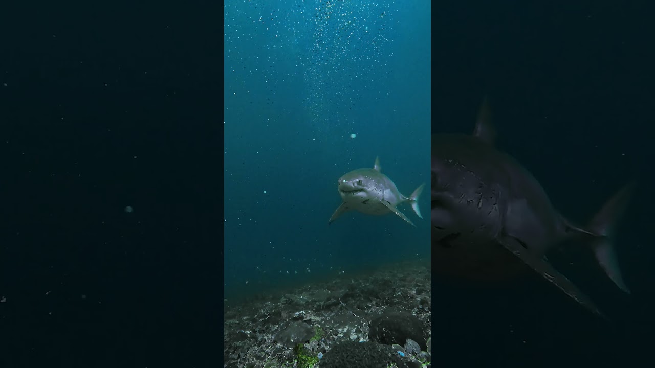 Close Call with Huge Great White Shark 🎬 Fabian Clinton #Shorts #SharkWeek