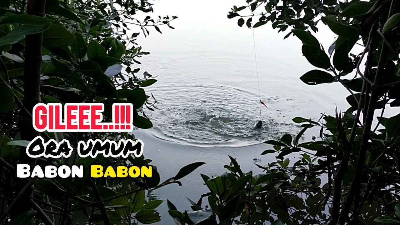 Gileee.!!! Gacor nya engga ketulungan || babon babon belanak nya