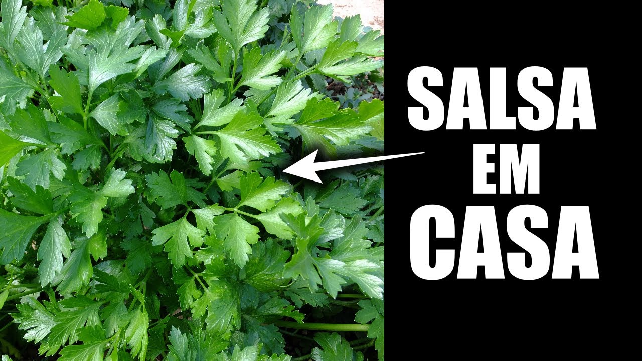 COMO PLANTAR SALSINHA EM VASO