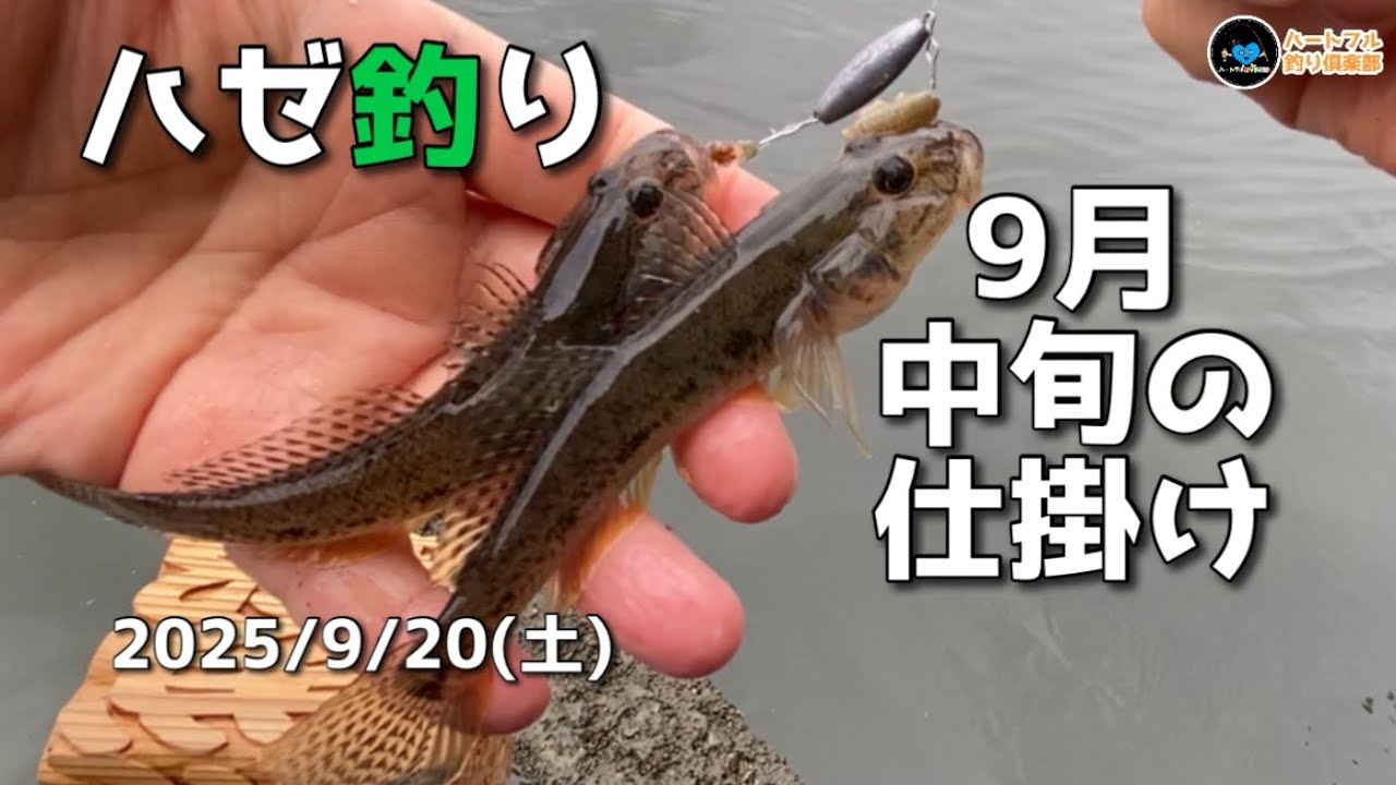 【ハゼ釣り】9月中旬の仕掛け 2025年9月20日