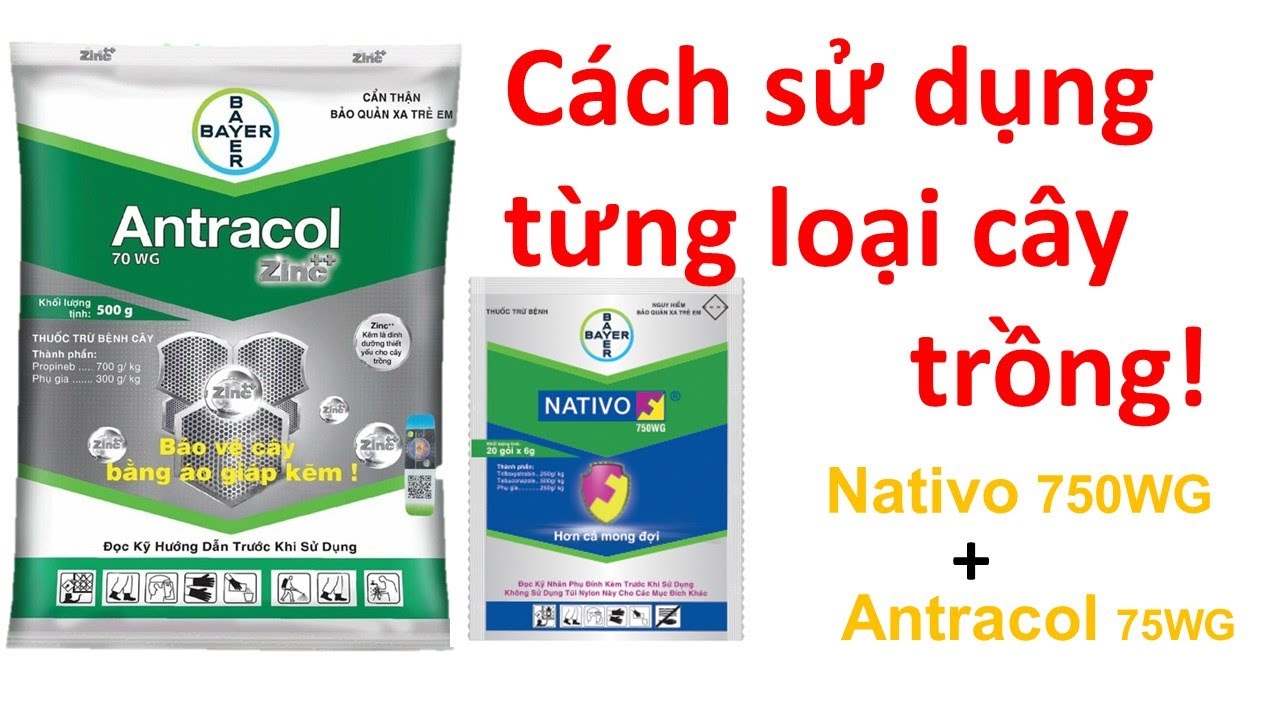 Nativo+Antracol cách sử dụng cho từng loại cây trồng của nhà nông việt | Bayer | thuốc trừ bệnh