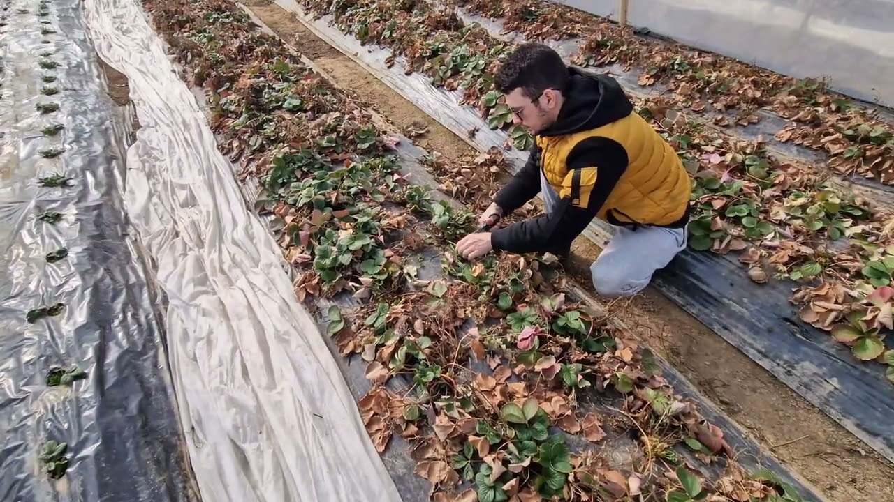 Curățarea plantelor de căpșuni