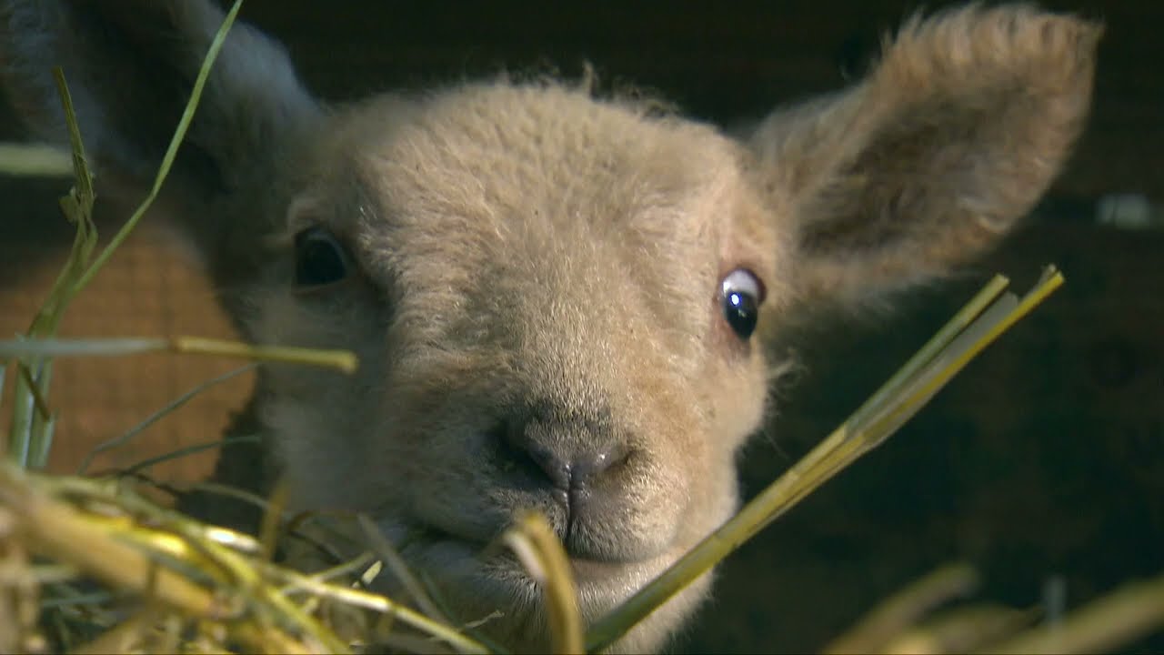 Lammzeit und Osterlämmer