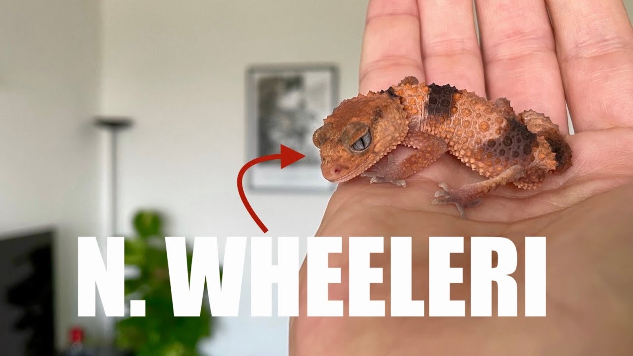 Gechi NEPHRURUS WHEELERI | TUTTO Quello che DEVI Sapere! *Undici Giga*