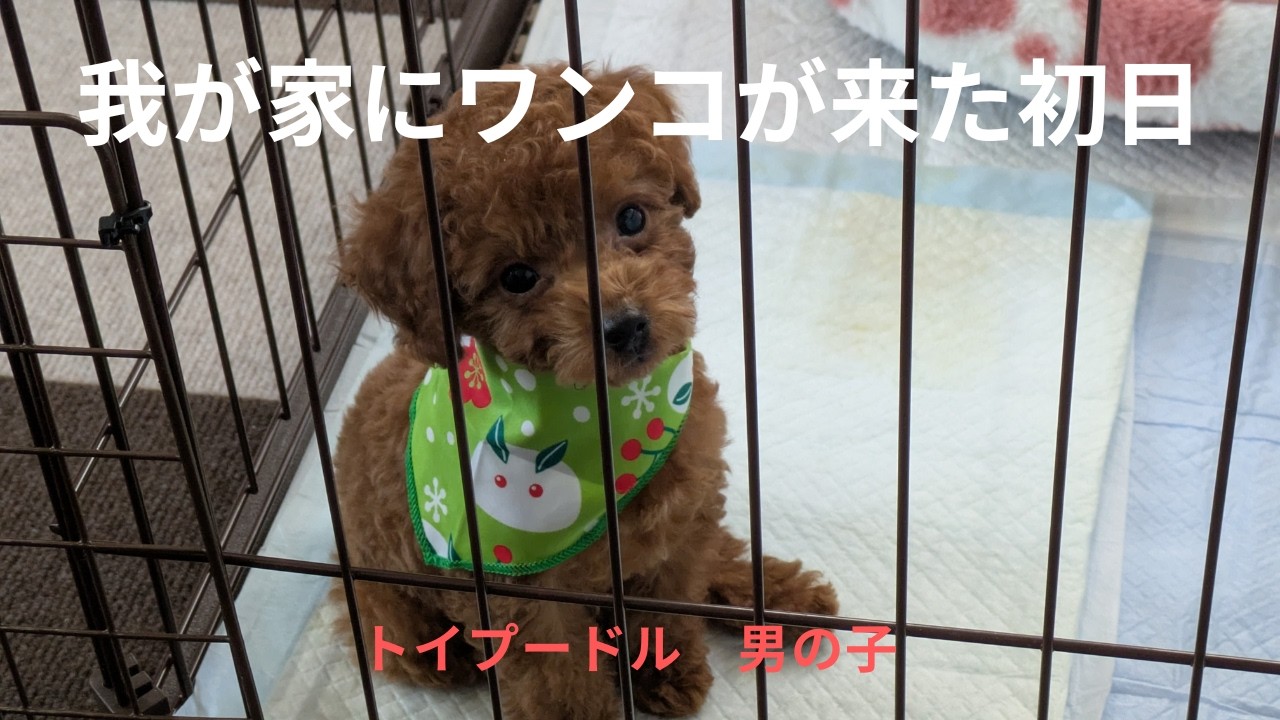 トイプードル 子犬 お迎え 我が家にワンコが来た初日