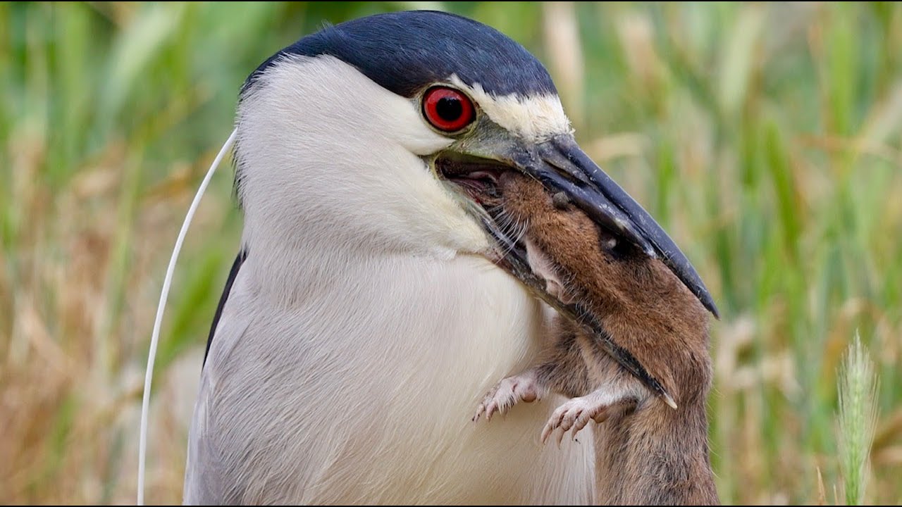 Black Crowned NIght Heron catches three gophers