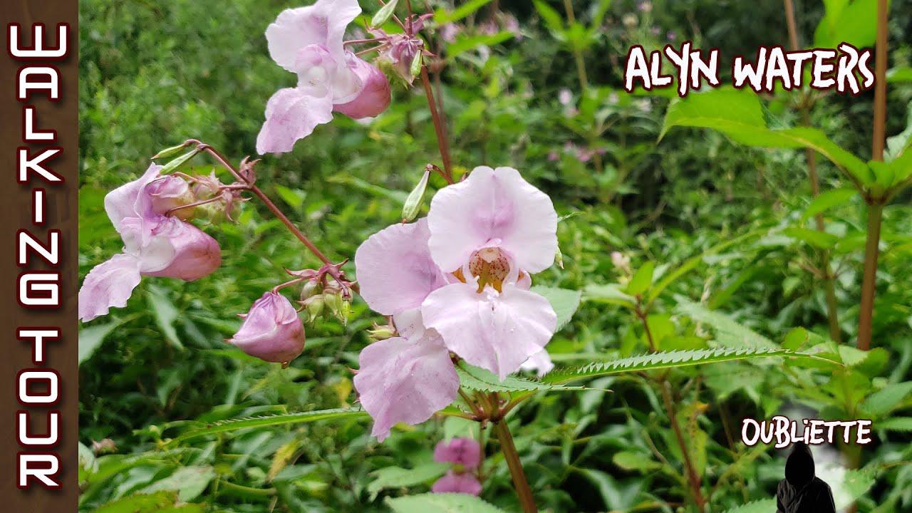 Walking Tour - Alyn Waters (▶8.52mins/sec)【4K HDR】🇬🇧