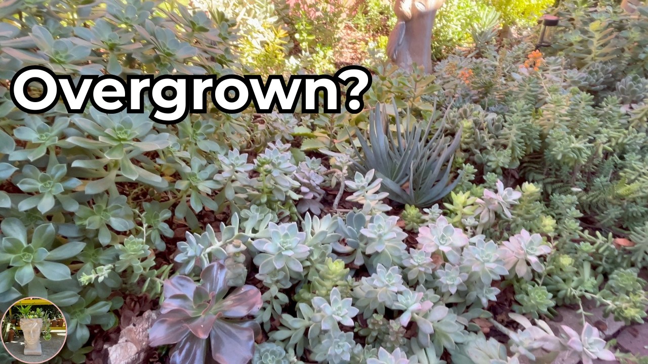 Succulent Garden Makeover: How to Fix an Overgrown Succulent Bed - Part 1