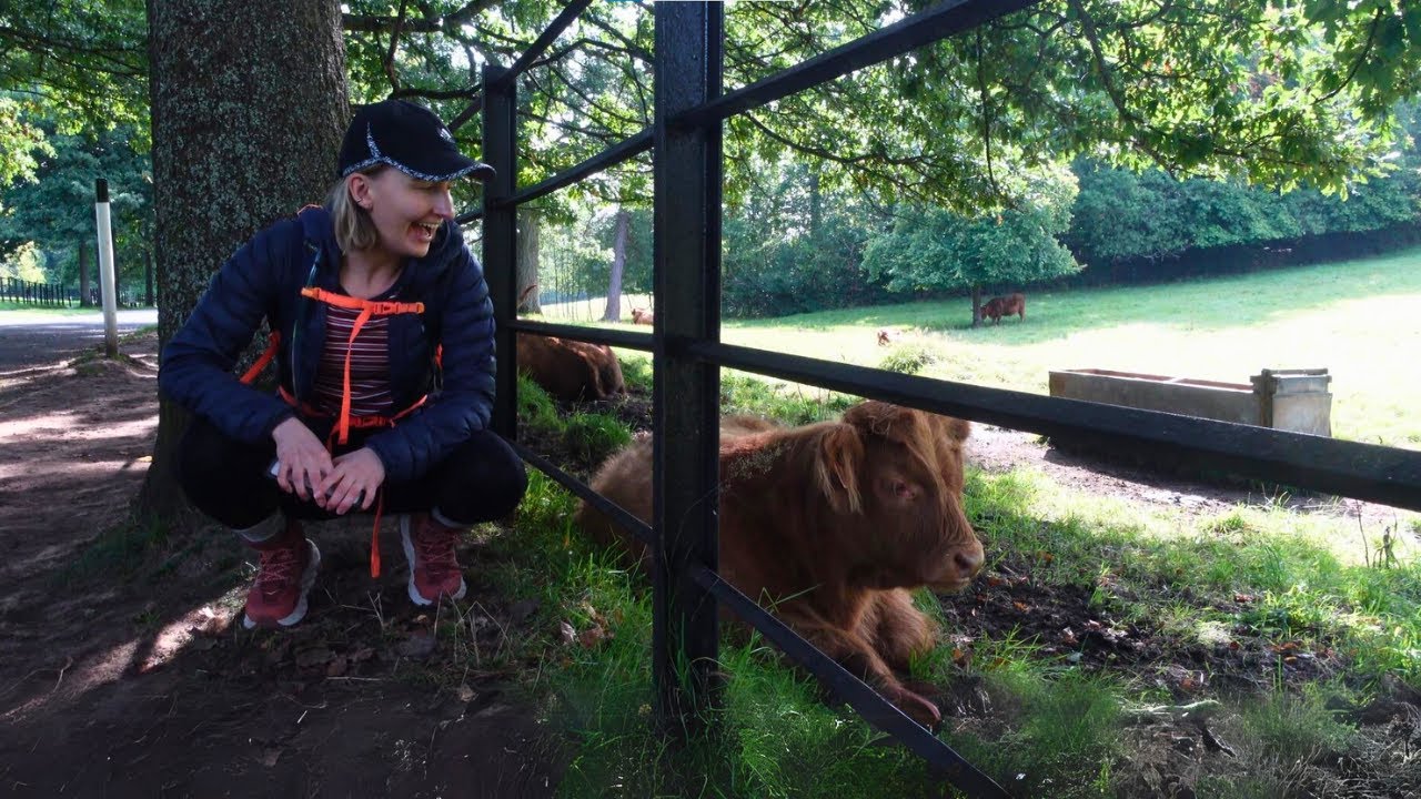Where To Find Coo's Near Glasgow - Pollok Country Park