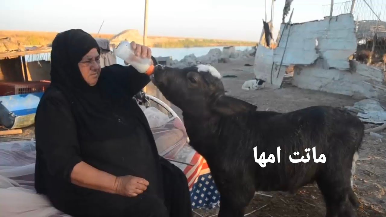 أروع فلوق على وجه الأرض تصوره الحجية فاطمه شيخة الصيادين عامه