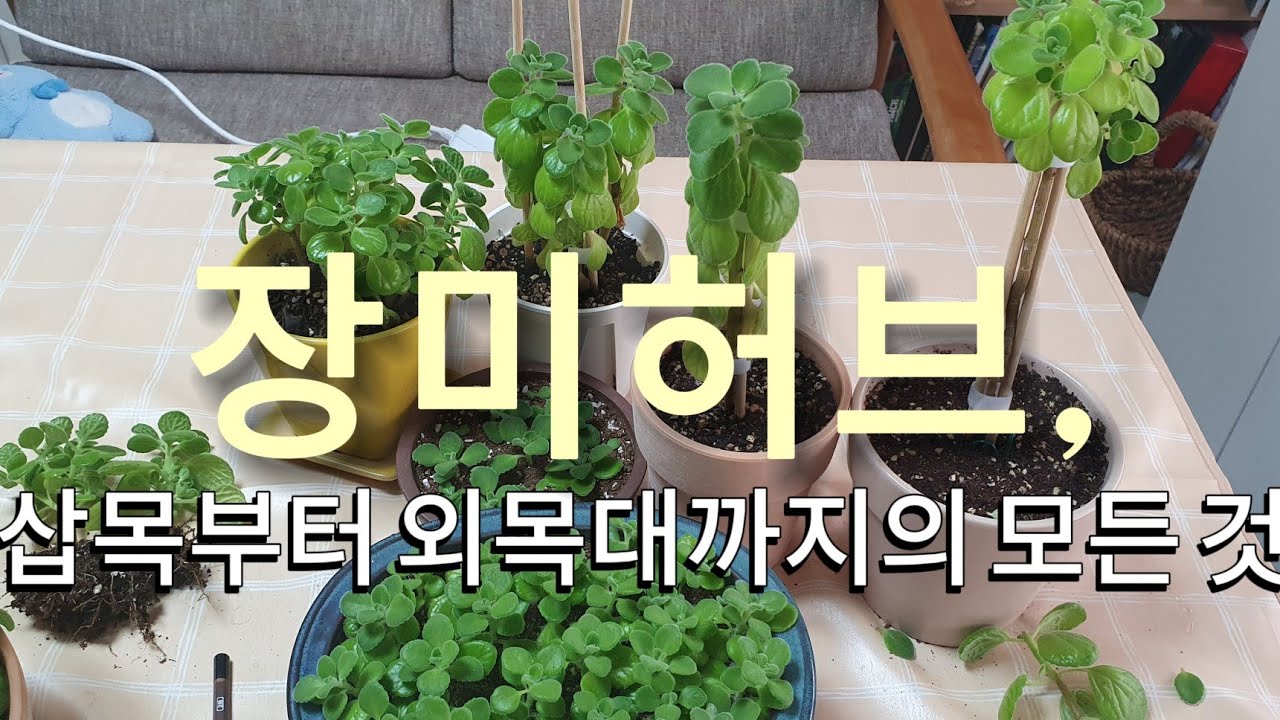 장미허브! 삽목 방법& 외목대 만들기 전부 알려드려요.