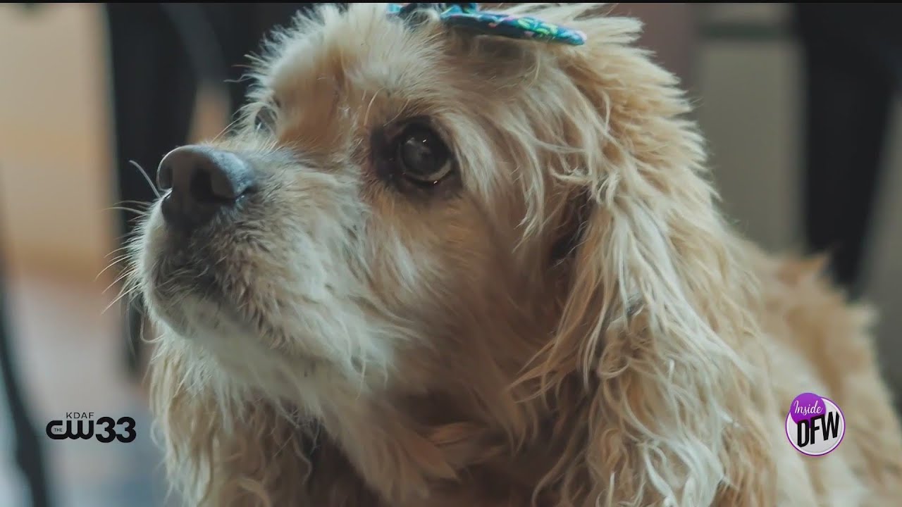 Adopting at Local Adoption center; Dallas Pets Fostering